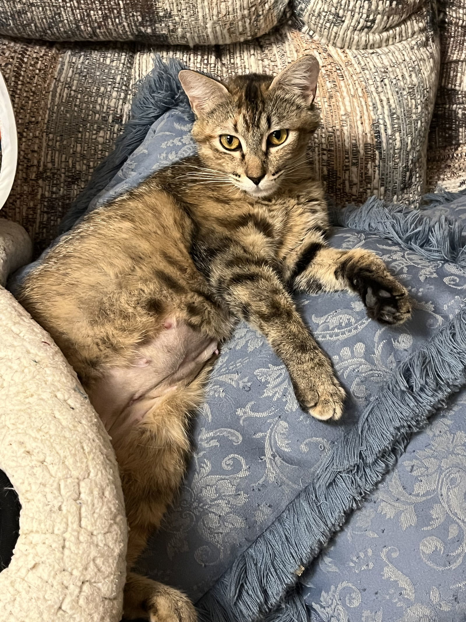 Carol Brady, an adoptable Domestic Short Hair in Eureka, MO, 63025 | Photo Image 2