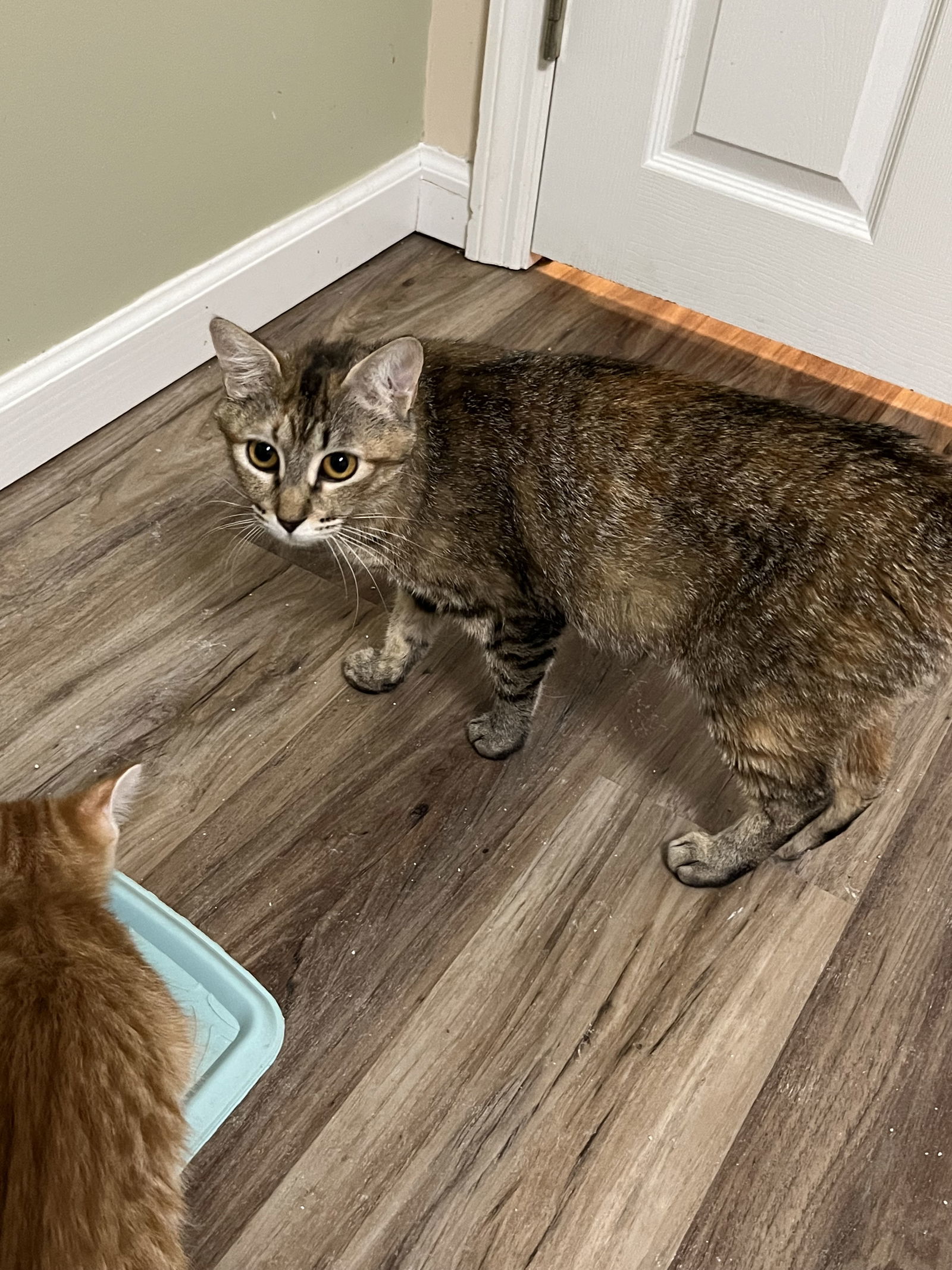 Carol Brady, an adoptable Domestic Short Hair in Eureka, MO, 63025 | Photo Image 3