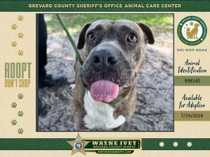 Moxie, Adult Female Mixed Breed