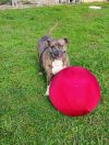 Moxie photo 2
