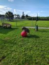 Moxie photo 4