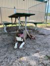 Moxie photo 5