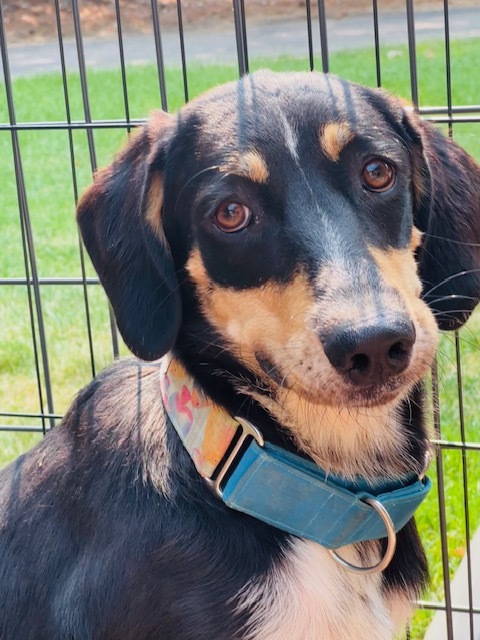 Dottie, an adoptable Black and Tan Coonhound, Mixed Breed in Windsor, CO, 80550 | Photo Image 1