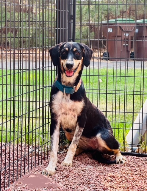 Dottie, an adoptable Black and Tan Coonhound, Mixed Breed in Windsor, CO, 80550 | Photo Image 2