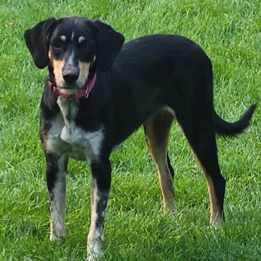 Dottie, an adoptable Black and Tan Coonhound, Mixed Breed in Windsor, CO, 80550 | Photo Image 2