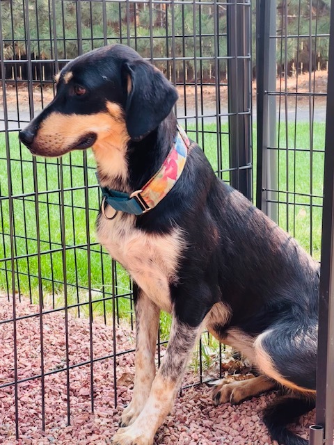 Dottie, an adoptable Black and Tan Coonhound, Mixed Breed in Windsor, CO, 80550 | Photo Image 3