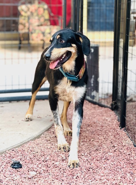 Dottie, an adoptable Black and Tan Coonhound, Mixed Breed in Windsor, CO, 80550 | Photo Image 4