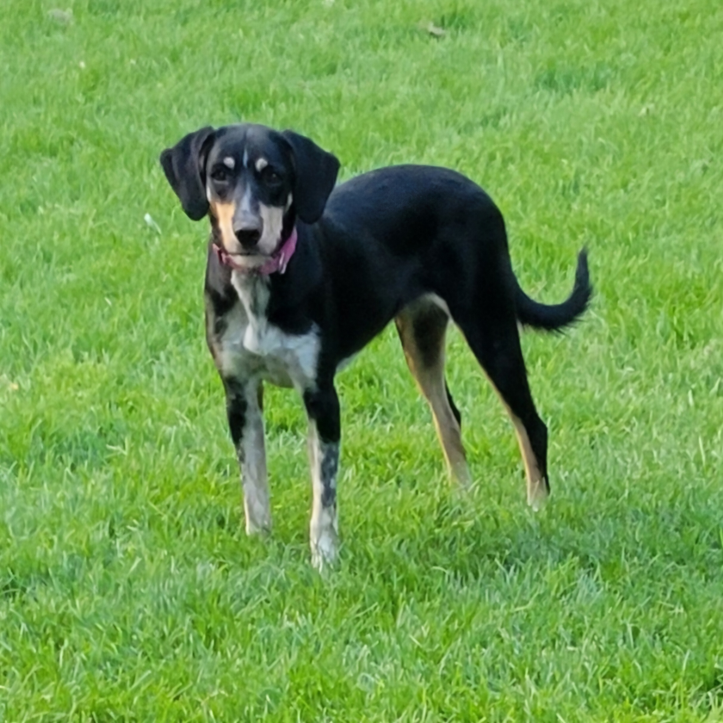 Dottie, an adoptable Black and Tan Coonhound, Mixed Breed in Windsor, CO, 80550 | Photo Image 4
