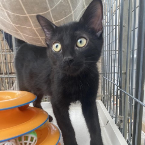 Rocket, an adoptable Domestic Short Hair in Taos, NM, 87571 | Photo Image 1