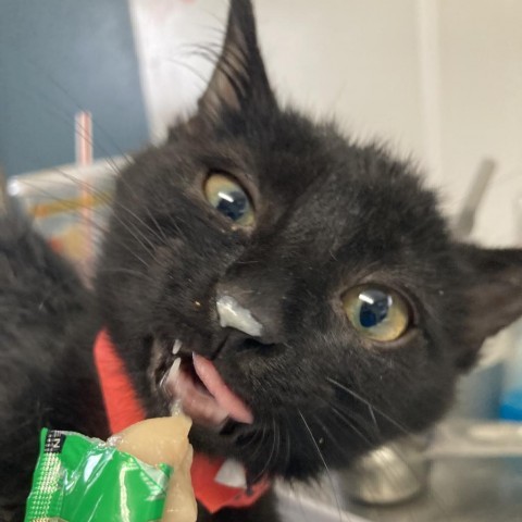 Rocket, an adoptable Domestic Short Hair in Taos, NM, 87571 | Photo Image 5