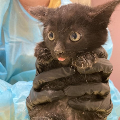 Rocket, an adoptable Domestic Short Hair in Taos, NM, 87571 | Photo Image 6