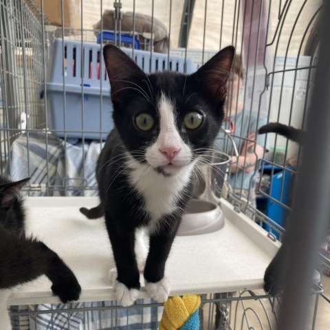 Groot, an adoptable Domestic Short Hair in Taos, NM, 87571 | Photo Image 1