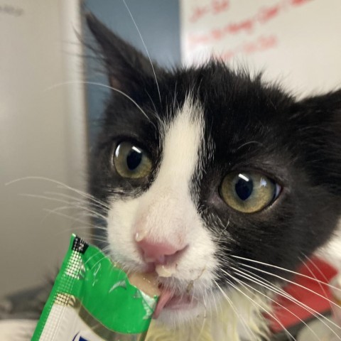 Groot, an adoptable Domestic Short Hair in Taos, NM, 87571 | Photo Image 2