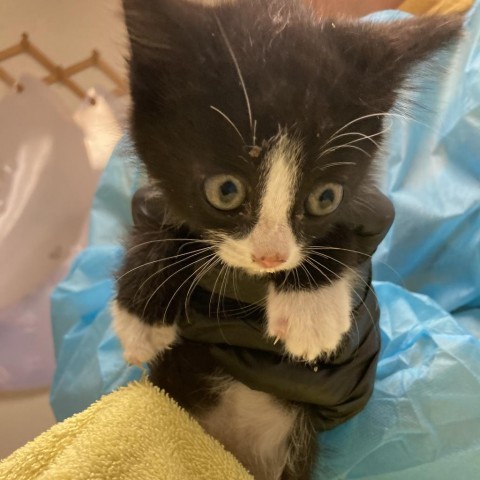 Groot, an adoptable Domestic Short Hair in Taos, NM, 87571 | Photo Image 6