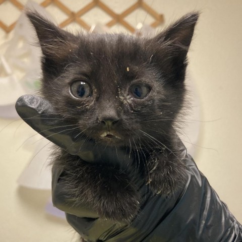 Gamora, an adoptable Domestic Short Hair in Taos, NM, 87571 | Photo Image 2