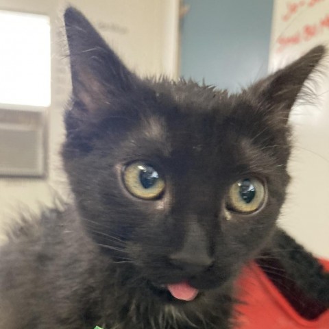 Gamora, an adoptable Domestic Short Hair in Taos, NM, 87571 | Photo Image 3