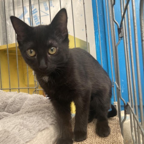 Gamora, an adoptable Domestic Short Hair in Taos, NM, 87571 | Photo Image 6