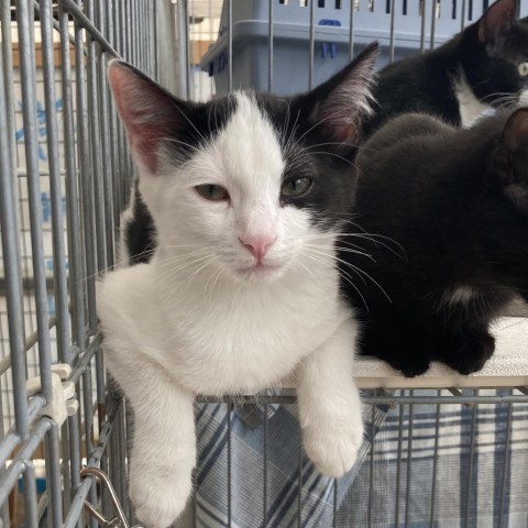 Drax, an adoptable Domestic Short Hair in Taos, NM, 87571 | Photo Image 3