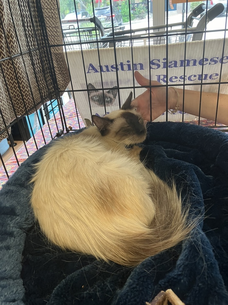 Carrie 3, an adoptable Balinese, Siamese in Austin, TX, 78711 | Photo Image 1