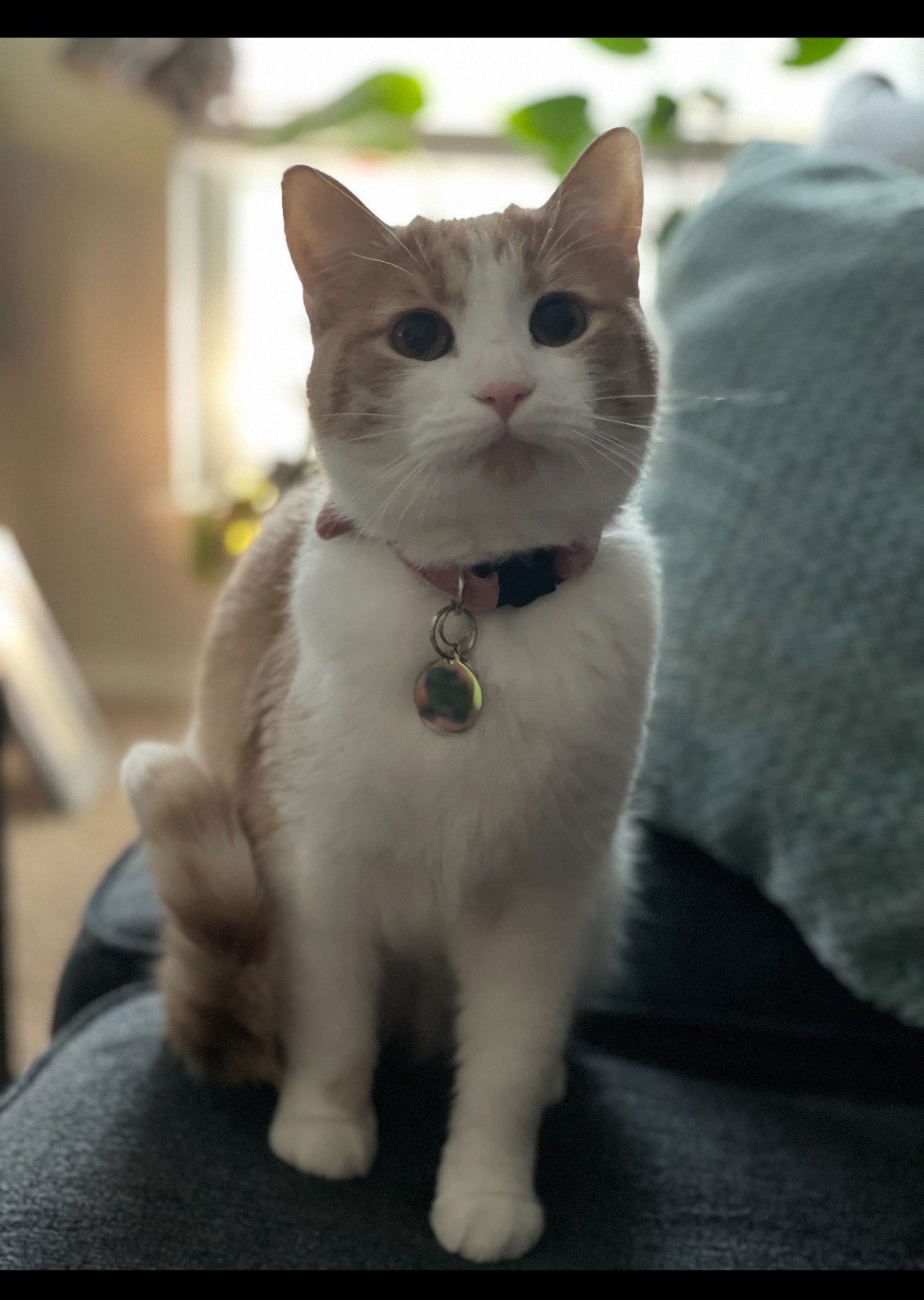 Tabitha Jean- Courtesy Post