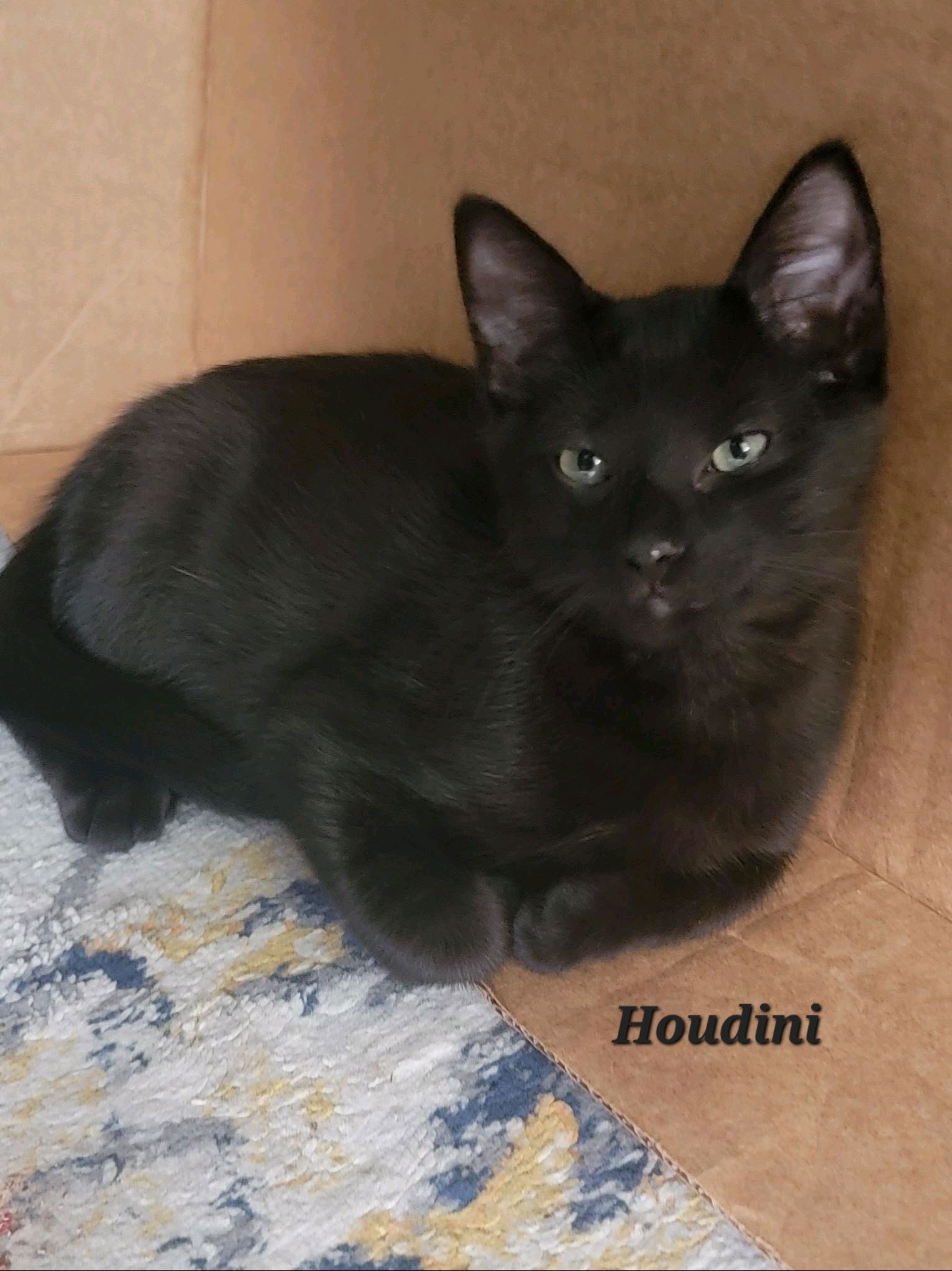 Houdini (24-630)