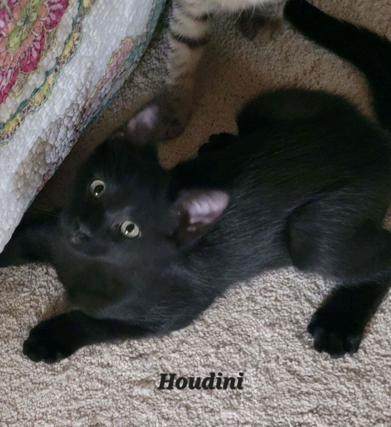 Houdini (24-630)