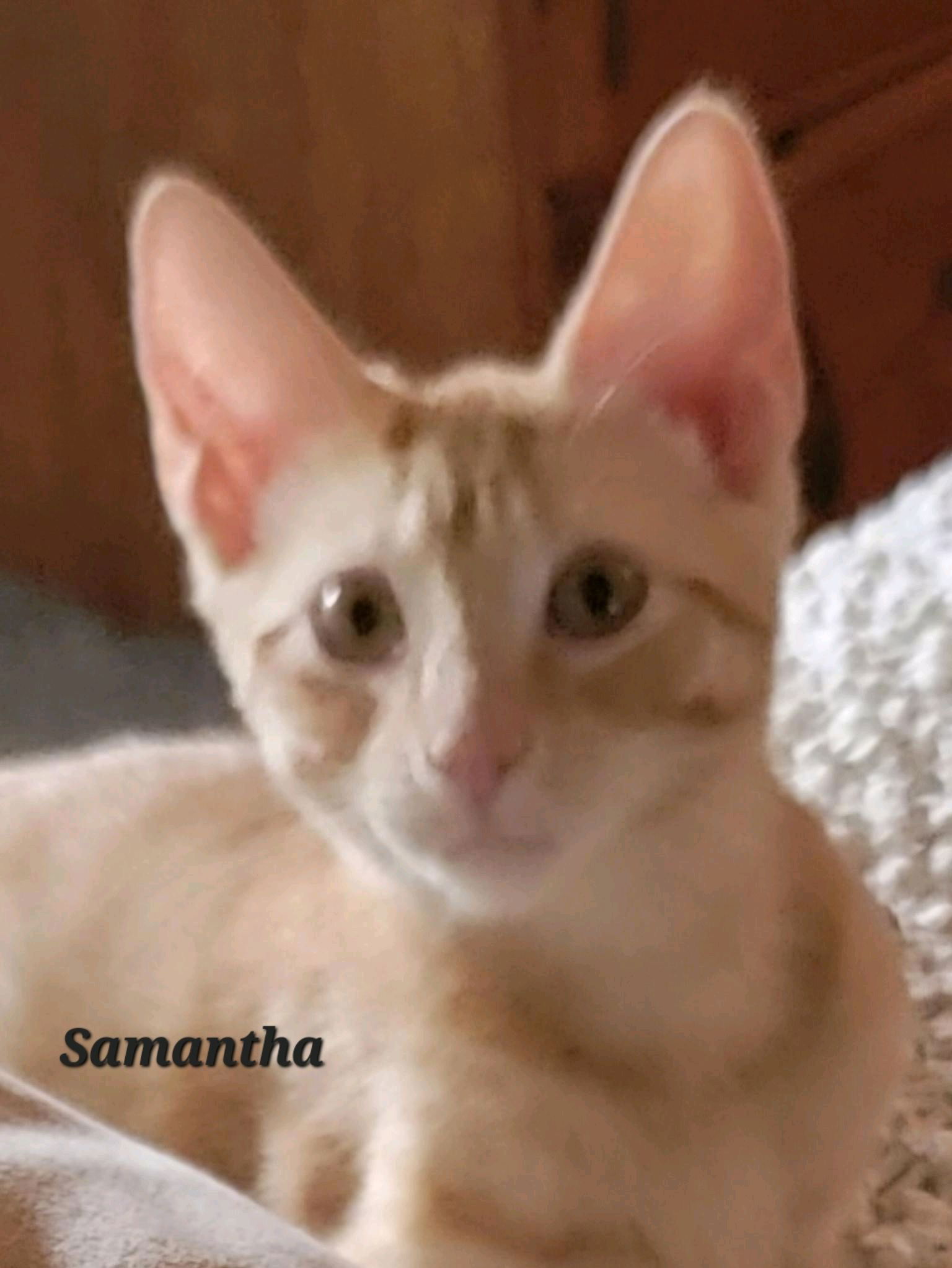 Samantha (24-629)