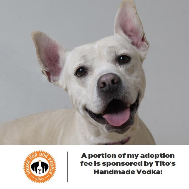 Lava D15508 (Sponsored), an adoptable Mixed Breed in Minnetonka, MN, 55345 | Photo Image 1