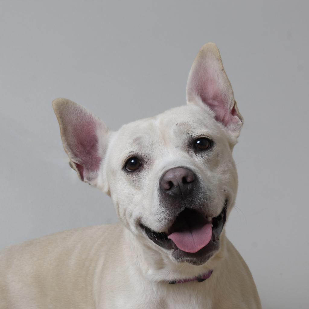 Lava D15508 (Sponsored), an adoptable Mixed Breed in Minnetonka, MN, 55345 | Photo Image 2