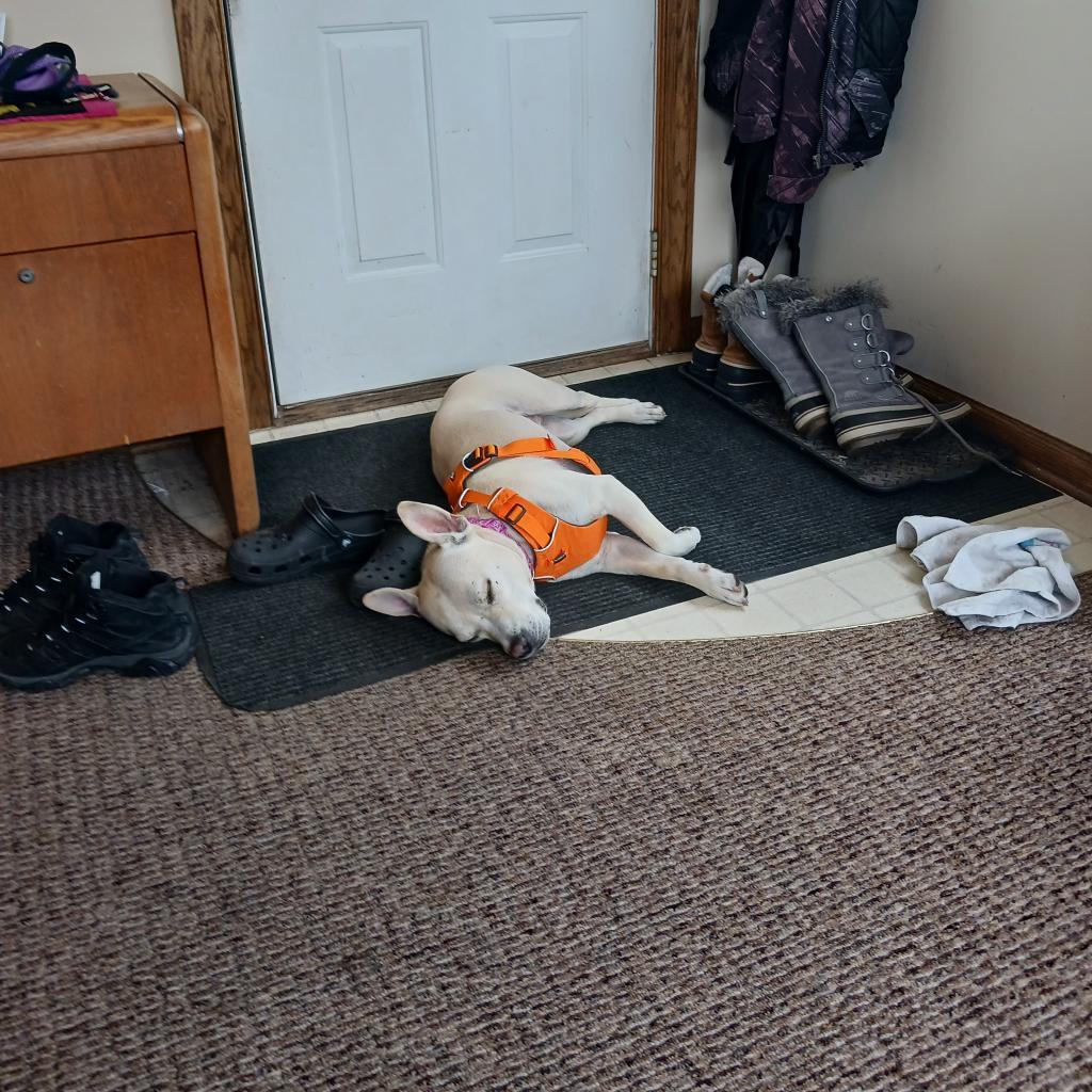 Lava D15508 (Sponsored), an adoptable Mixed Breed in Minnetonka, MN, 55345 | Photo Image 3