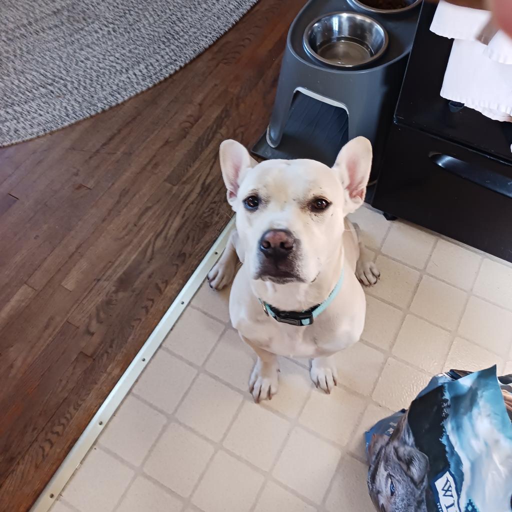 Lava D15508 (Sponsored), an adoptable Mixed Breed in Minnetonka, MN, 55345 | Photo Image 4