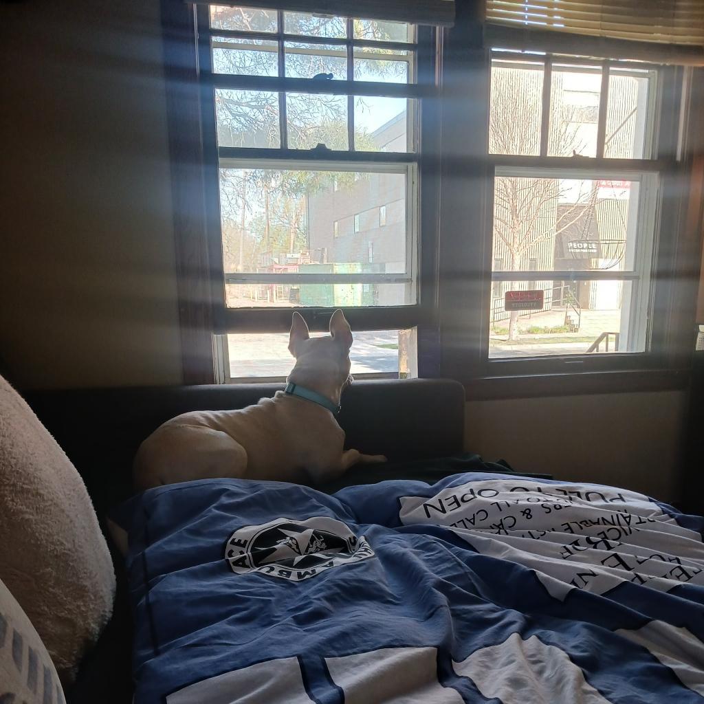 Lava D15508 (Sponsored), an adoptable Mixed Breed in Minnetonka, MN, 55345 | Photo Image 5