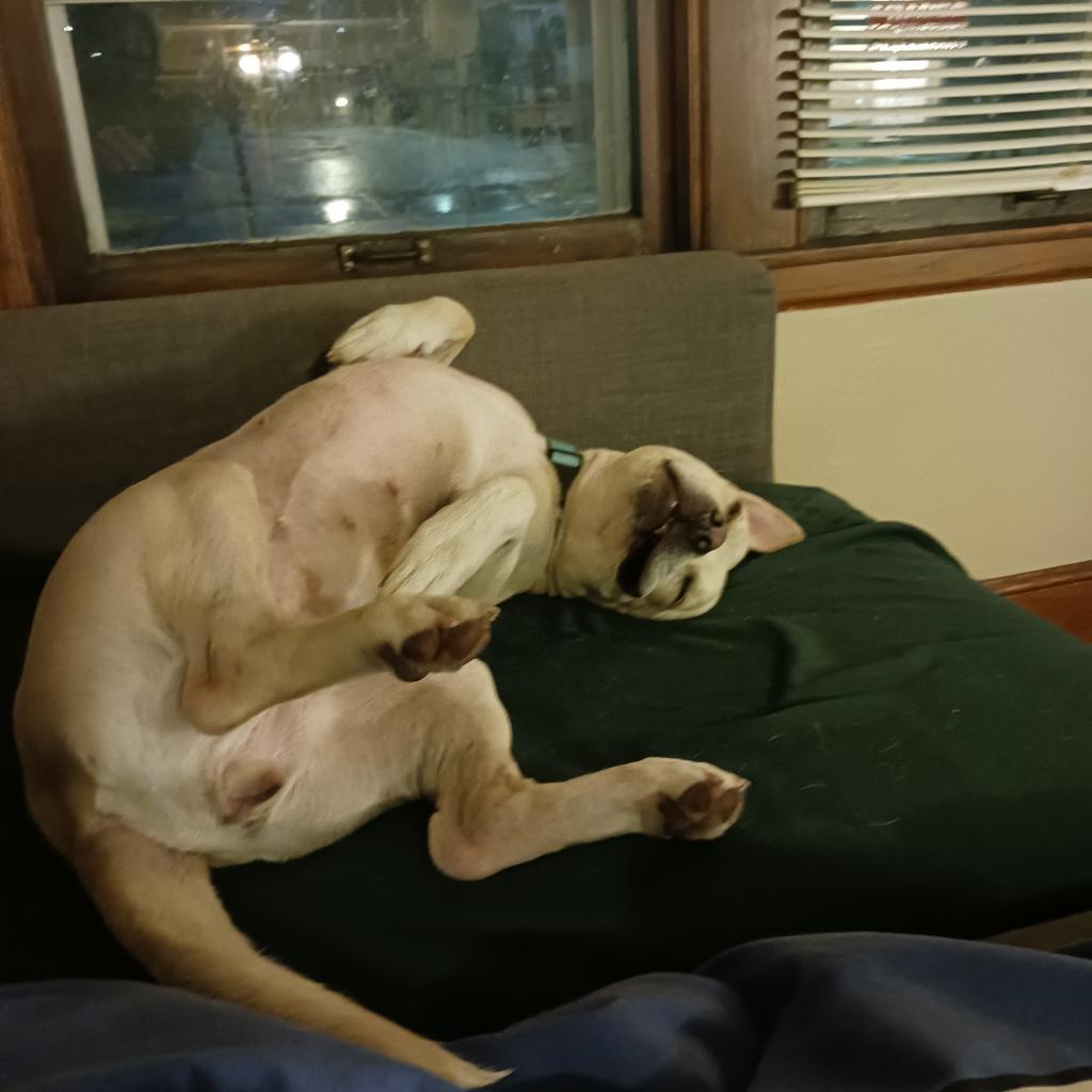 Lava D15508 (Sponsored), an adoptable Mixed Breed in Minnetonka, MN, 55345 | Photo Image 6