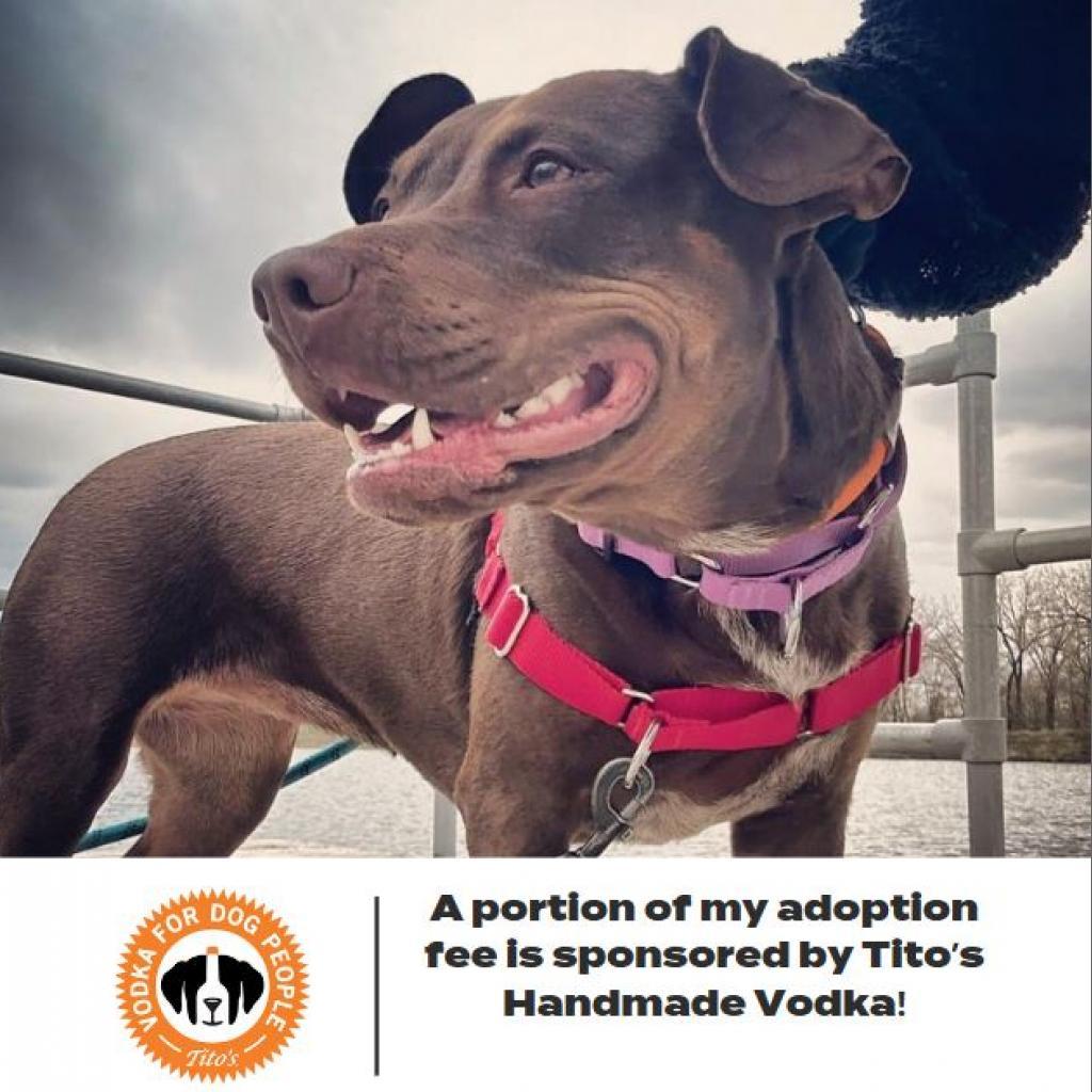 Rocket D14660 (Sponsored), an adoptable Pit Bull Terrier in Minnetonka, MN, 55345 | Photo Image 1