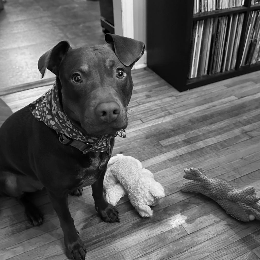 Rocket D14660 (Sponsored), an adoptable Pit Bull Terrier in Minnetonka, MN, 55345 | Photo Image 2