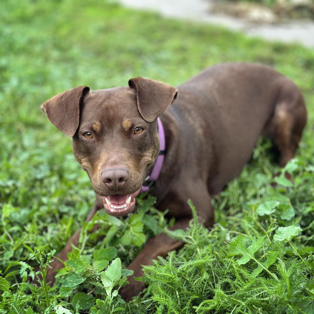 Rocket D14660 (Sponsored), an adoptable Pit Bull Terrier in Minnetonka, MN, 55345 | Photo Image 3