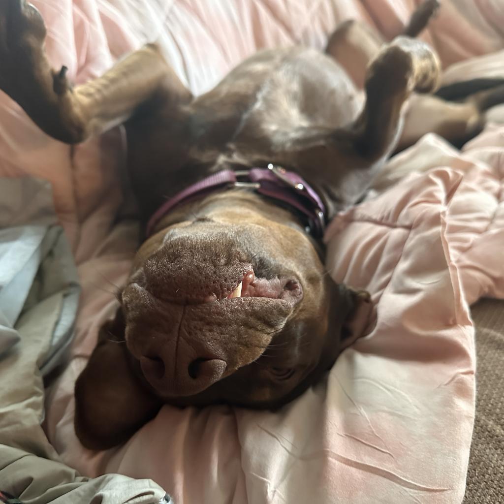 Rocket D14660 (Sponsored), an adoptable Pit Bull Terrier in Minnetonka, MN, 55345 | Photo Image 4