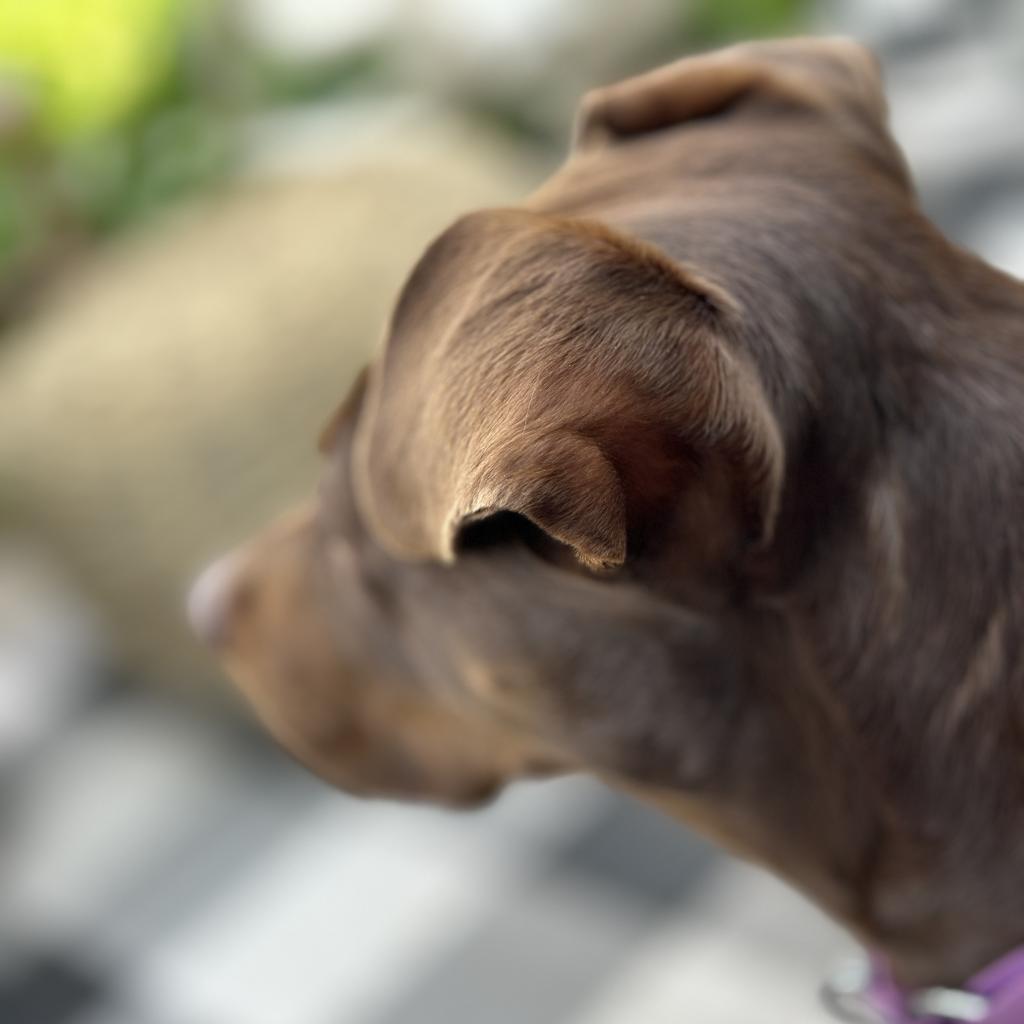 Rocket D14660 (Sponsored), an adoptable Pit Bull Terrier in Minnetonka, MN, 55345 | Photo Image 5