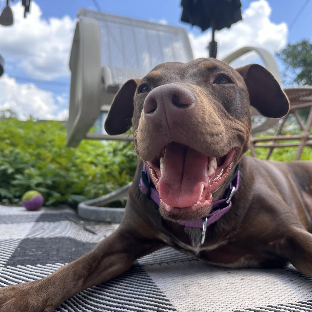 Rocket D14660 (Sponsored), an adoptable Pit Bull Terrier in Minnetonka, MN, 55345 | Photo Image 6