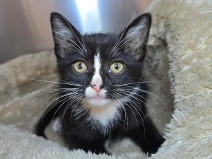 Cross Walk, Young Male Domestic Short Hair