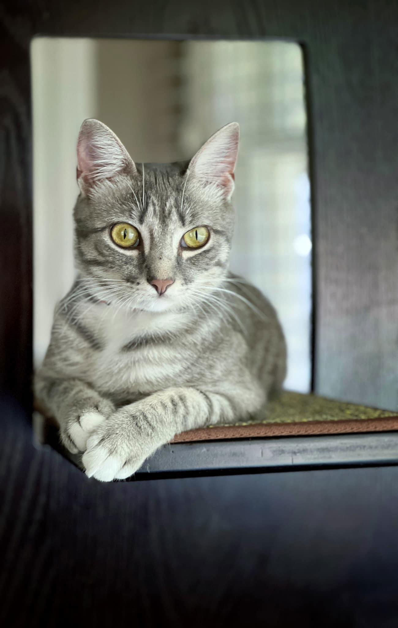 Tabitha, an adoptable Tabby, Domestic Short Hair in Oxford, MS, 38655 | Photo Image 1