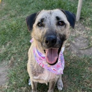 Hi My name is Amor and Im at the Santa Barbara Campus Im a 1 year old female Shepherd mix