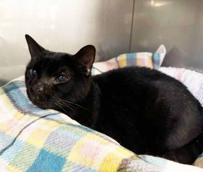 Boston (Senior - Special Needs)