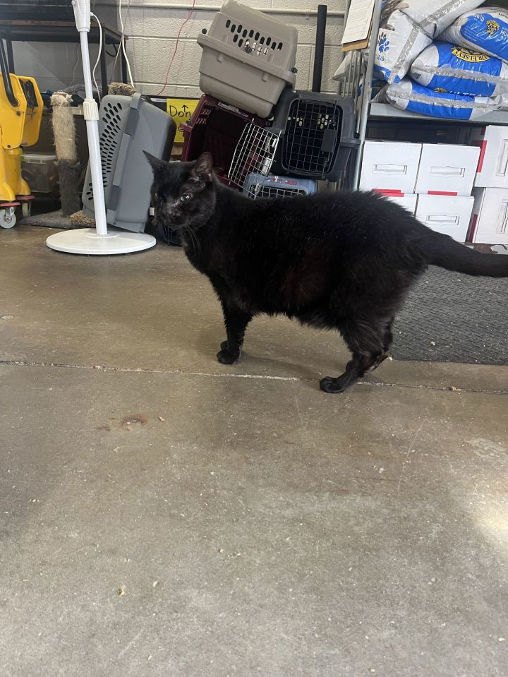 Boston (Senior - Special Needs) 2