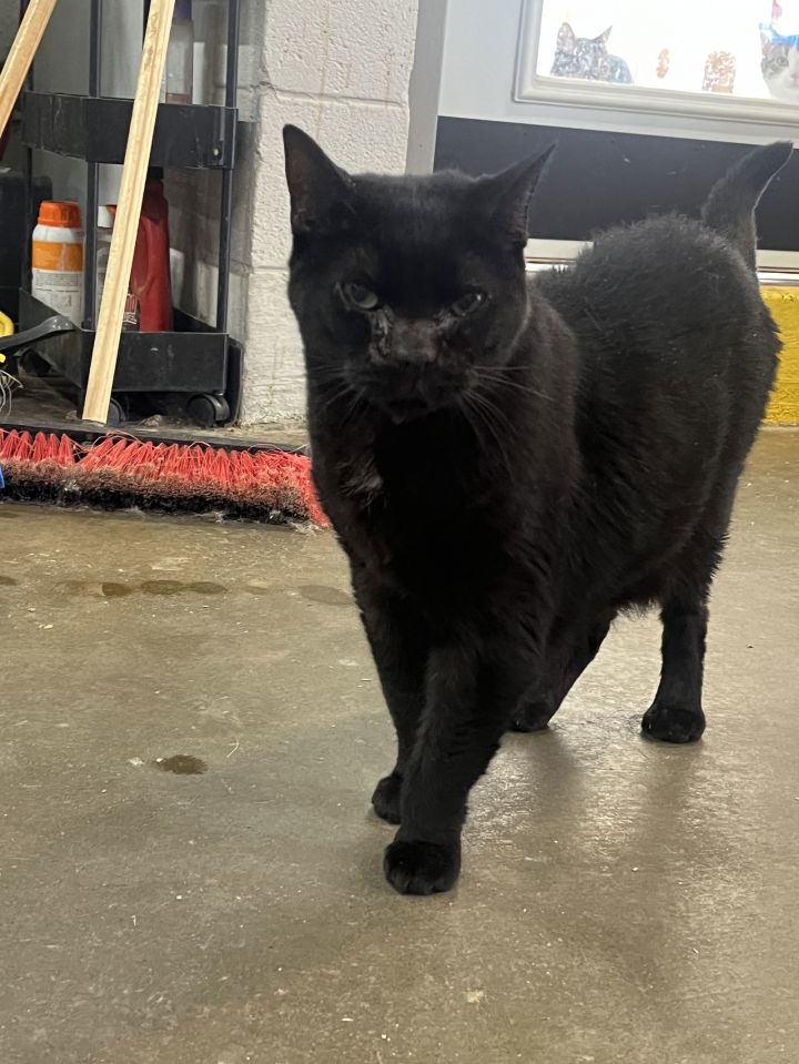 Boston (Senior - Special Needs) 3