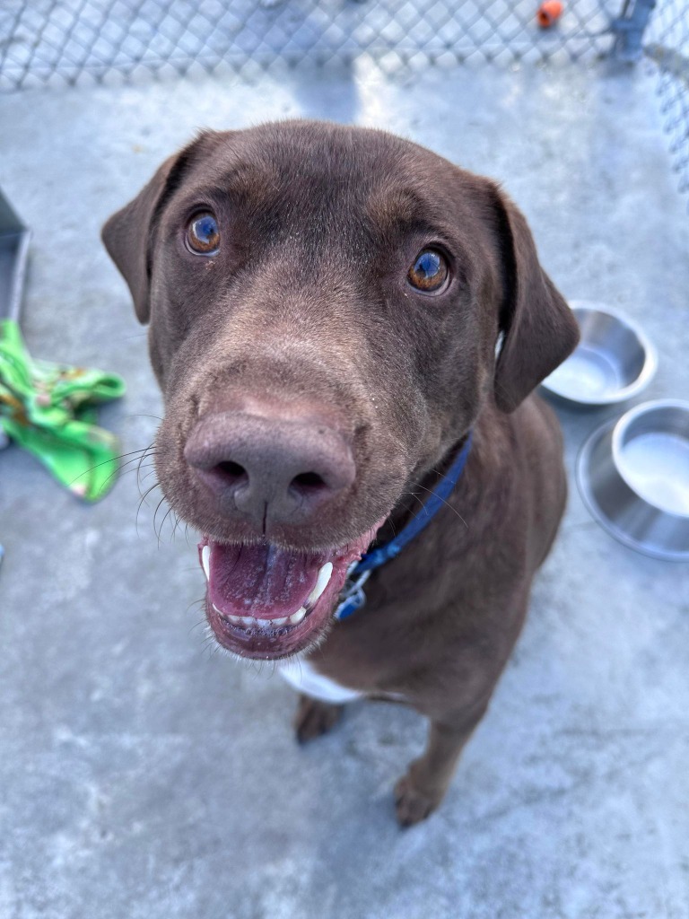 Rocky, an adoptable Labrador Retriever in Kodiak, AK, 99615 | Photo Image 2