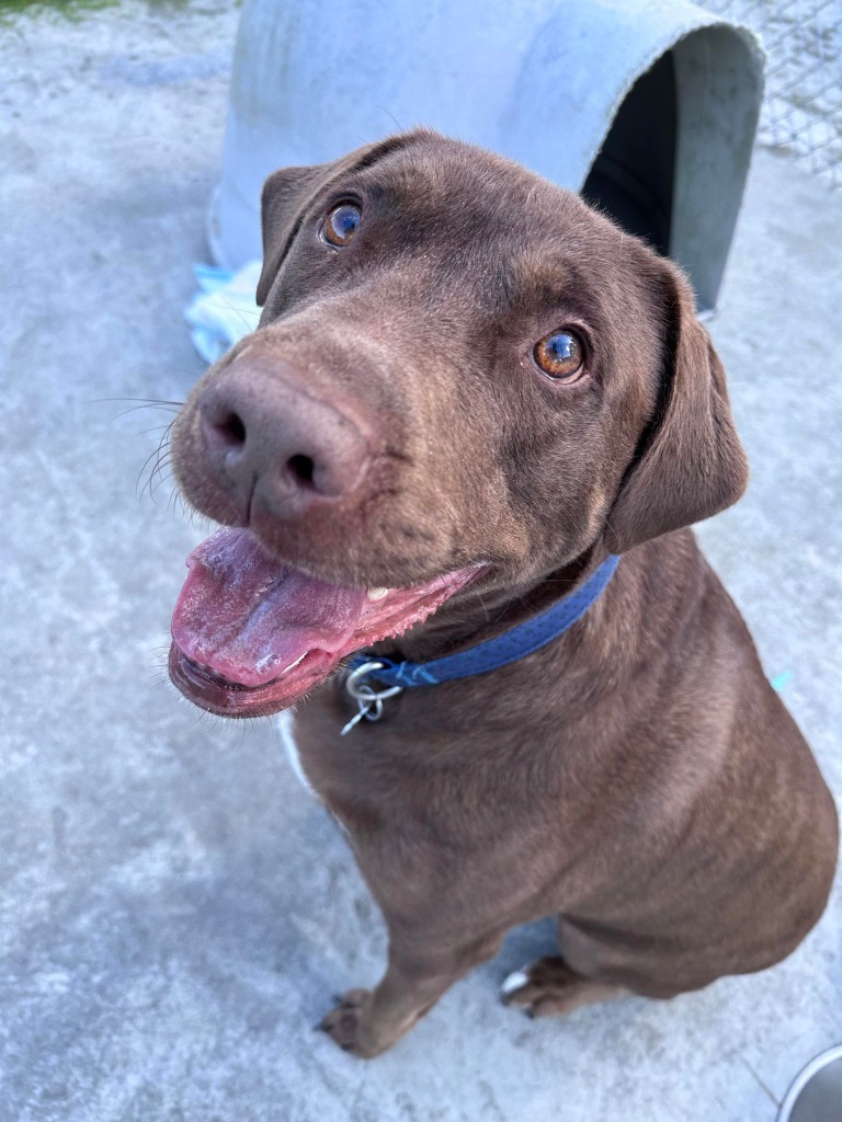 Rocky, an adoptable Labrador Retriever in Kodiak, AK, 99615 | Photo Image 3