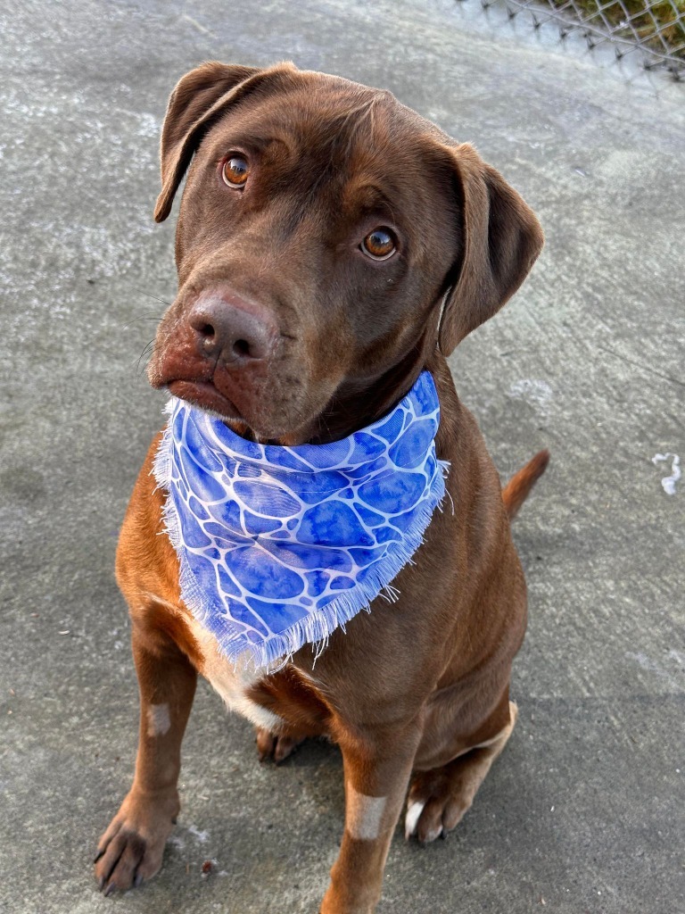 Rocky, an adoptable Labrador Retriever in Kodiak, AK, 99615 | Photo Image 4