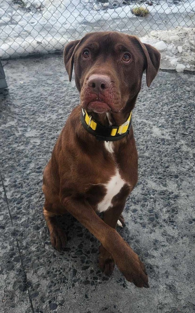 Rocky, an adoptable Labrador Retriever in Kodiak, AK, 99615 | Photo Image 5