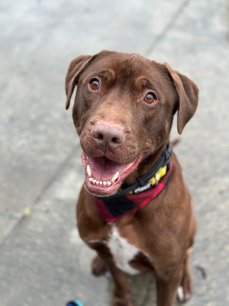 Rocky, an adoptable Labrador Retriever in Kodiak, AK, 99615 | Photo Image 6